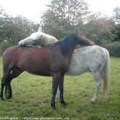 Photo de Races diffrentes