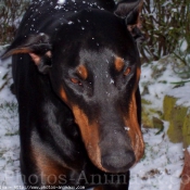 Photo de Dobermann