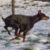 Photo de Dobermann