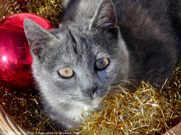 Photo de Chat domestique