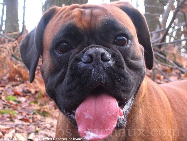 Photo de Boxer