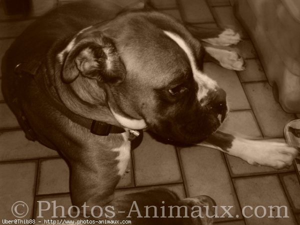 Photo de Boxer