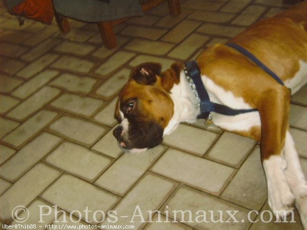 Photo de Boxer