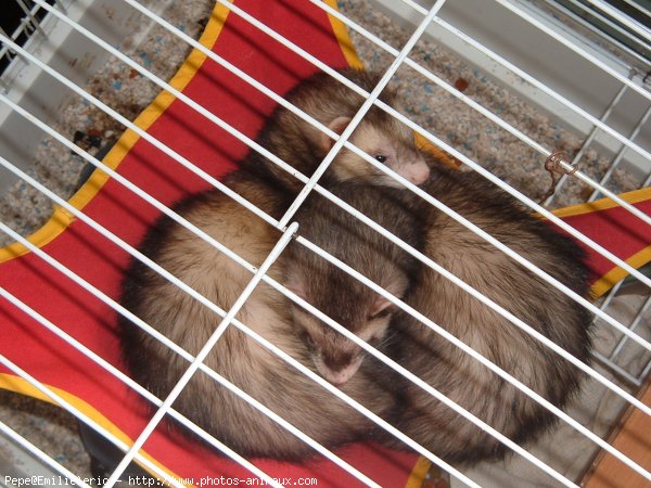 Photo de Furet