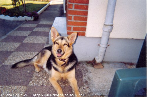 Photo de Berger allemand  poil court