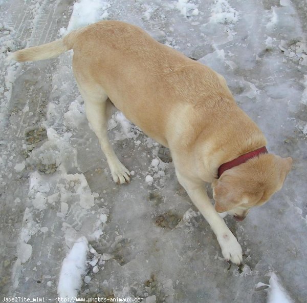 Photo de Labrador retriever