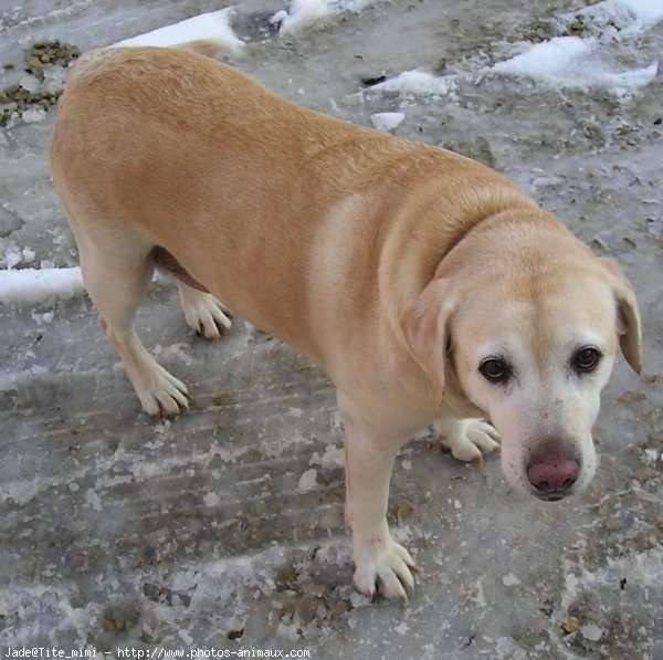 Photo de Labrador retriever