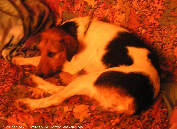 Photo de Fox terrier  poil dur