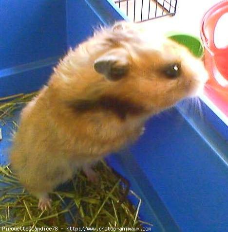 Photo de Hamster