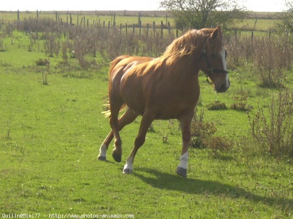 Photo de Poney franais de selle