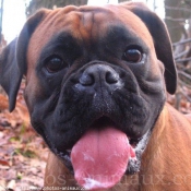 Photo de Boxer