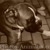 Photo de Boxer