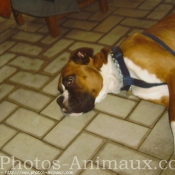 Photo de Boxer