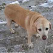 Photo de Labrador retriever