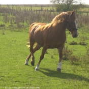 Photo de Poney franais de selle