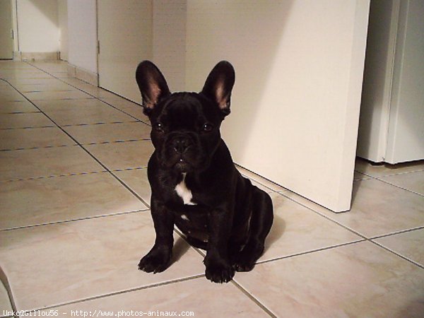 Photo de Bouledogue franais