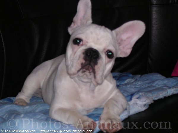 Photo de Bouledogue franais