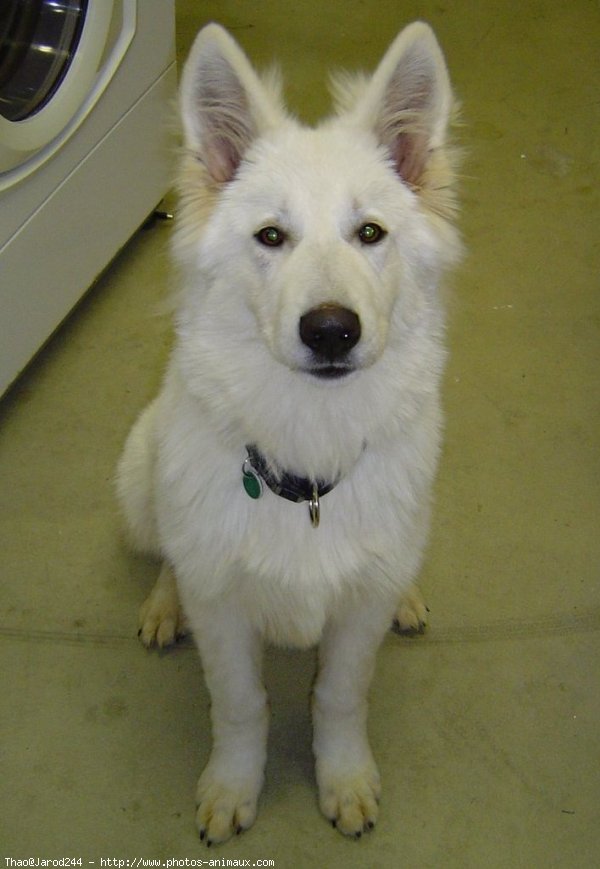 Photo de Berger blanc suisse