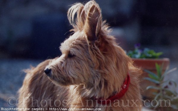 Photo de Croisement