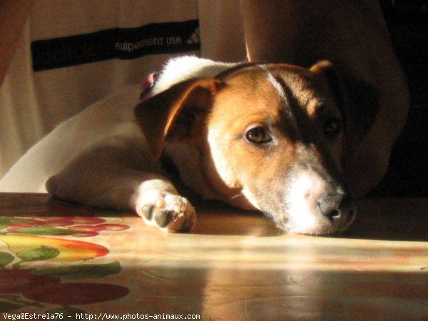 Photo de Jack russell terrier