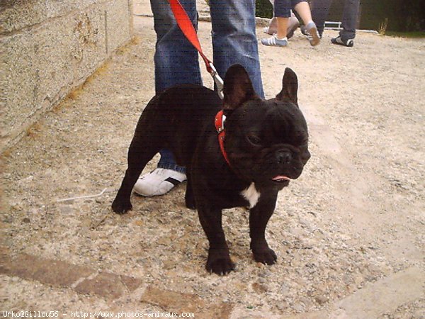 Photo de Bouledogue franais