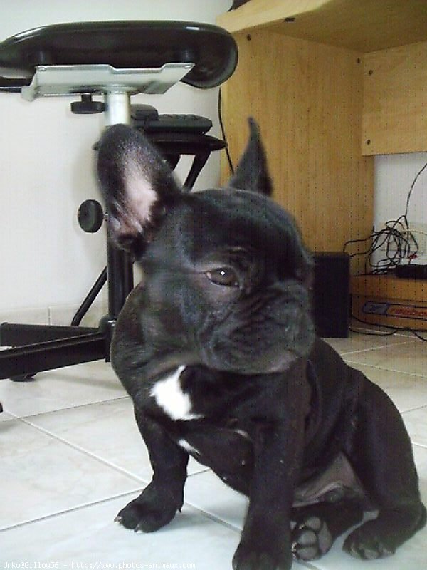 Photo de Bouledogue franais