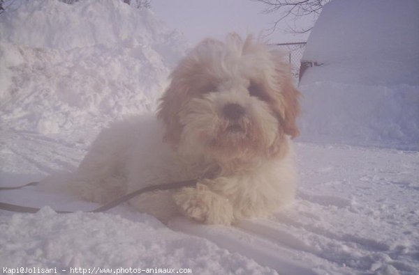 Photo de Lhassa apso