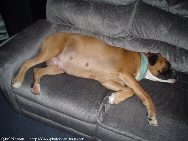 Photo de Boxer