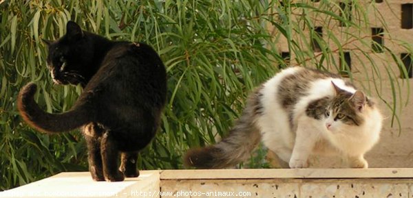 Photo de Chat domestique