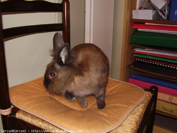 Photo de Lapin