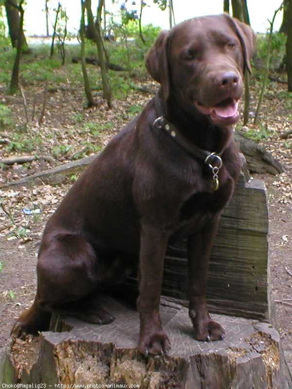 Photo de Labrador retriever