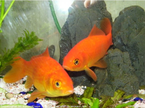 Photo de Poissons rouges