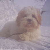 Photo de Lhassa apso