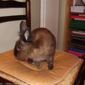 Photo de Lapin