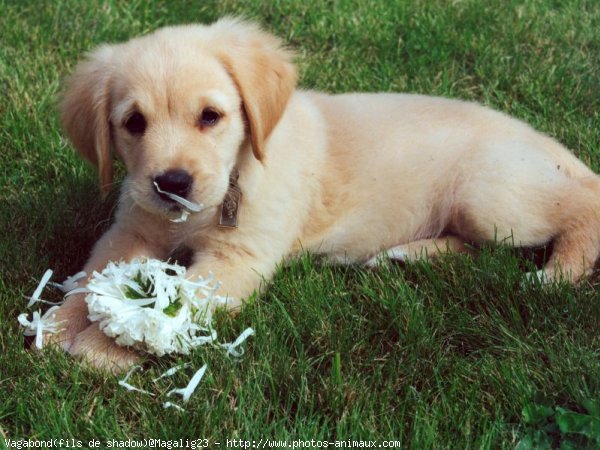 Photo de Golden retriever