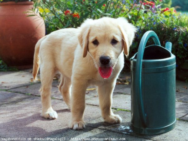 Photo de Golden retriever