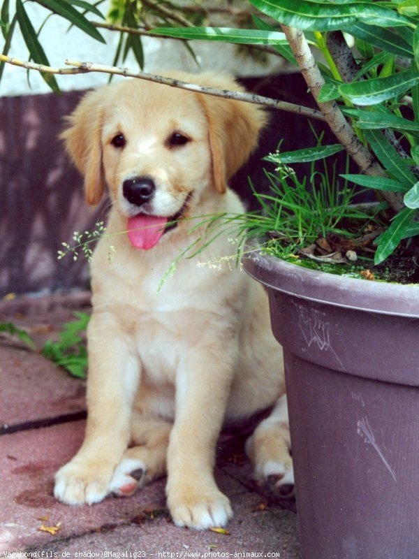 Photo de Golden retriever