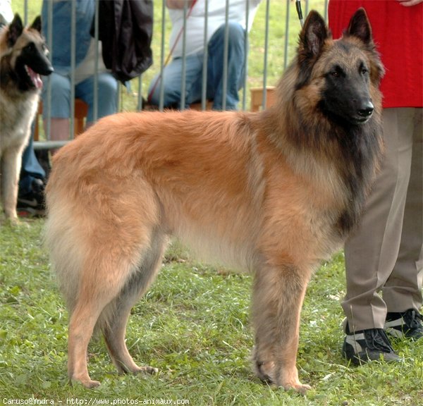 Photo de Berger belge tervueren