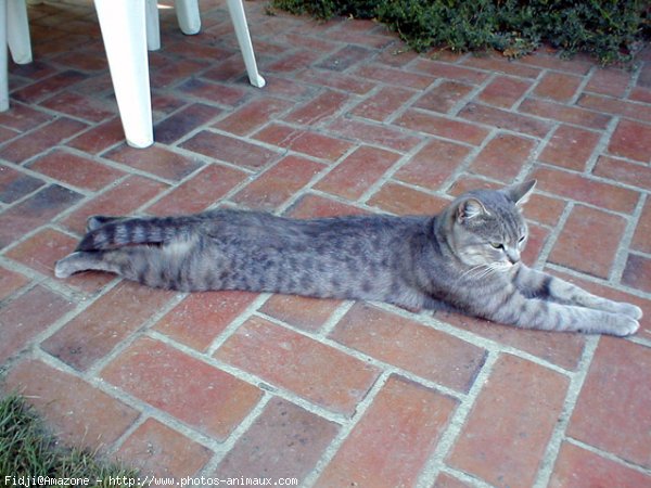 Photo de Chat domestique