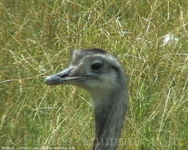 Photo d'Autruche