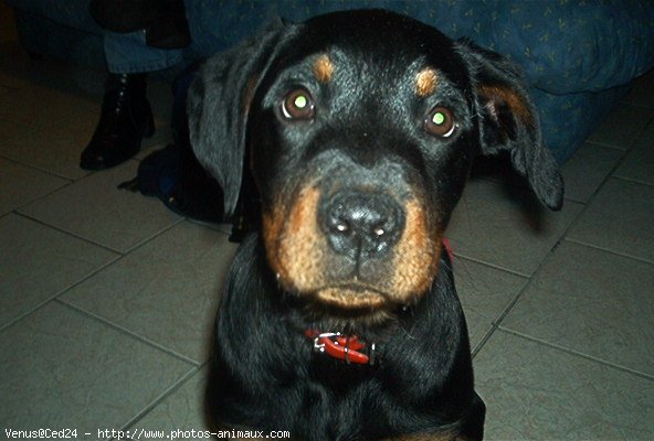 Photo de Rottweiler