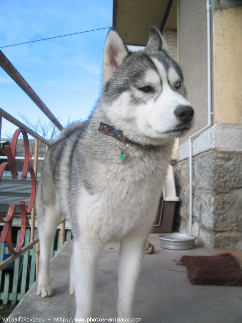 Photo de Husky siberien