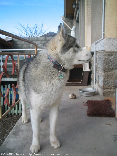 Photo de Husky siberien