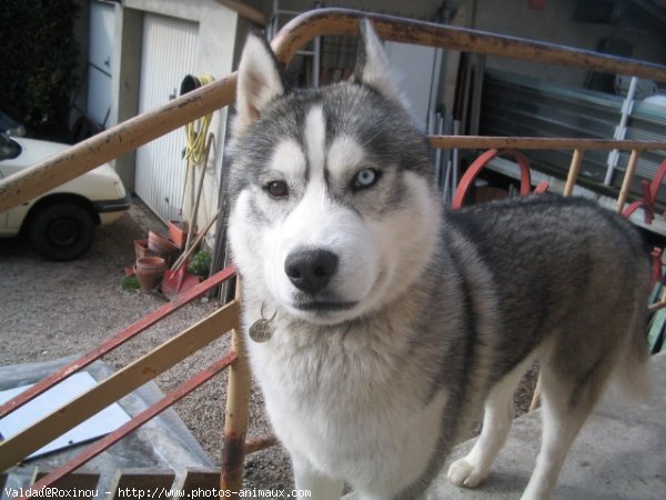 Photo de Husky siberien