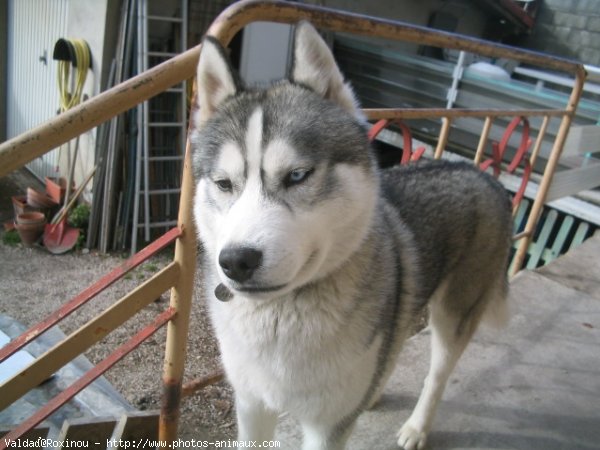 Photo de Husky siberien