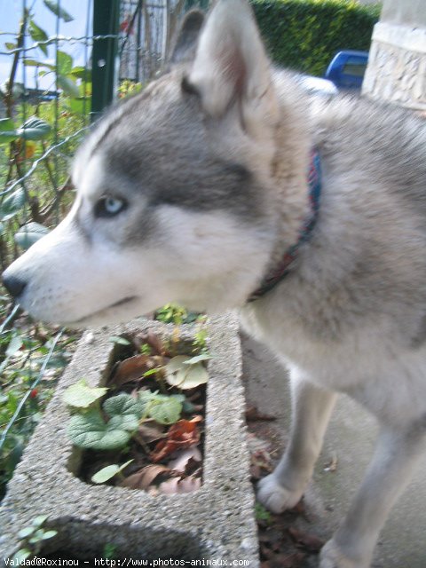 Photo de Husky siberien