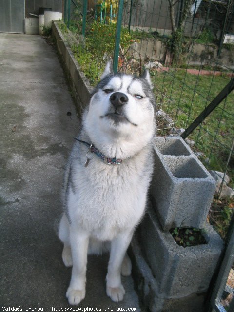 Photo de Husky siberien