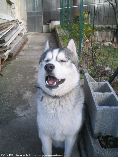 Photo de Husky siberien