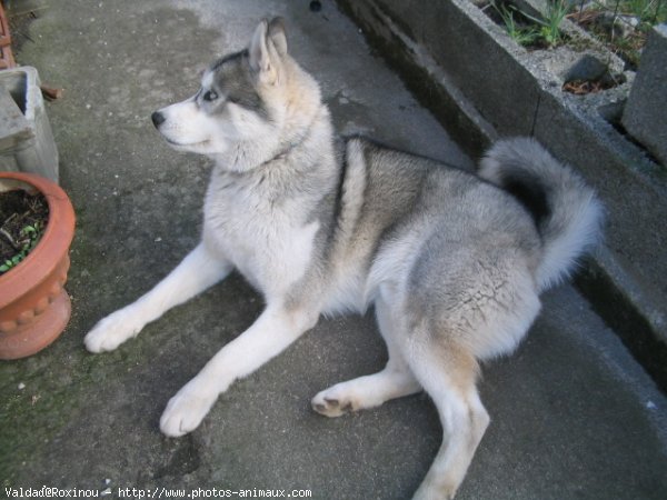 Photo de Husky siberien