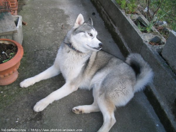 Photo de Husky siberien